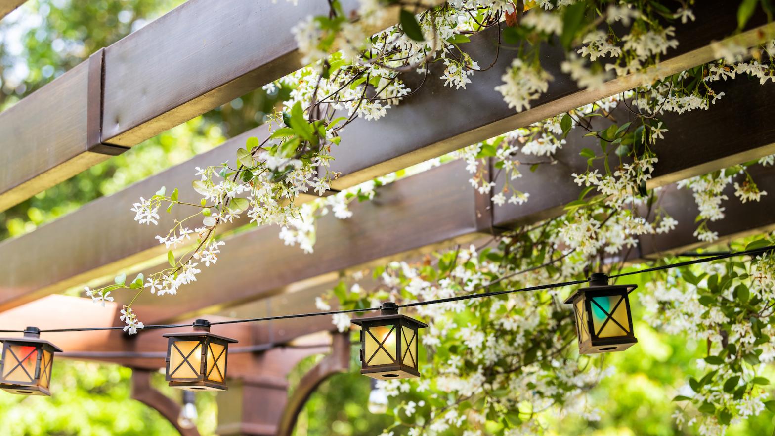 How to Grow Vines on Your Pergola or Trellis (and What to Grow)
