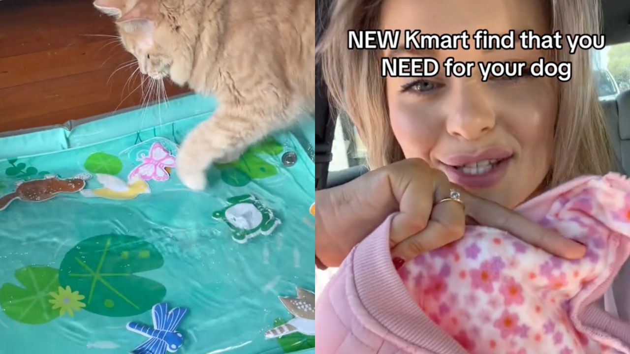 Kmart Pet Products: 7 Cheap Finds Your Fur Baby Will Adore