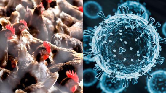 Bird Flu Is Hitting Australian Farms, and the First Human Case Has Been Reported: Here’s What We Know