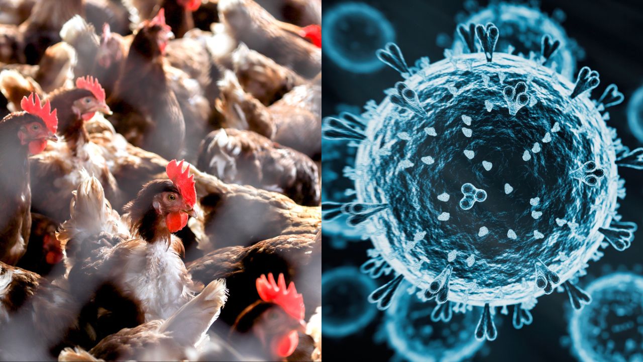 Bird Flu Is Hitting Australian Farms, and the First Human Case Has Been Reported: Here’s What We Know