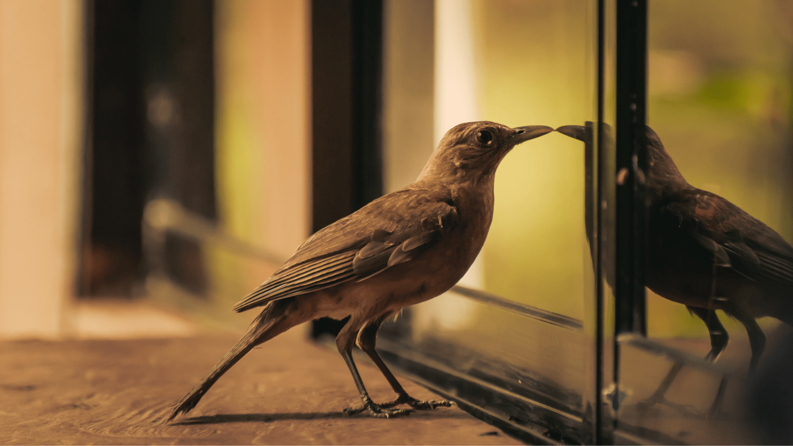 How to Stop Birds From Pecking at Your Window