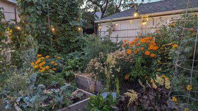 Why You Should Embrace a Chaotic Garden