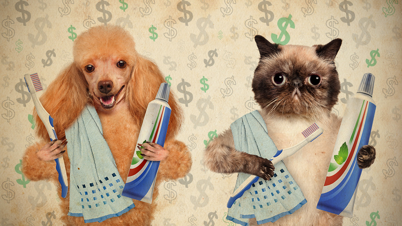 How Do You Save Money On Pet Care? 