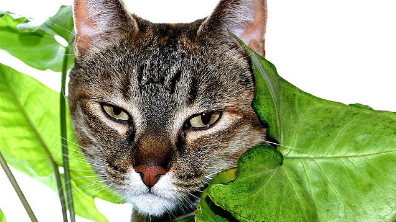 Protect Your House Plants From Your Cats With Citrus Peels