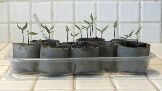 Spritz Seedlings With Water To Avoid Ruining Them
