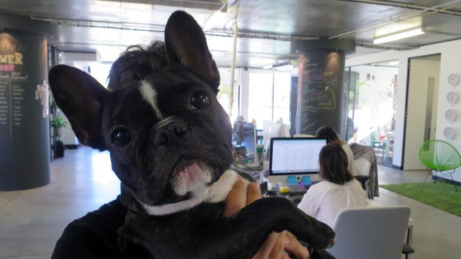 Houzz Australia: The Workspace With Its Own Office Dog