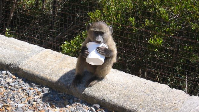 What Baboons Can Teach Us About Social Media