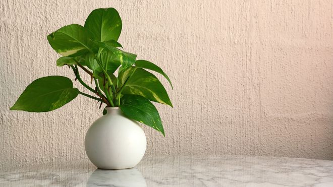 The Ten Best Houseplants For Improved Air Quality (According To NASA)