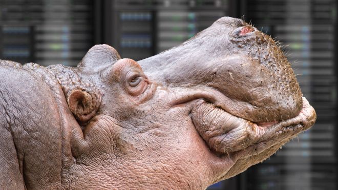 How To Stop HiPPOs Trampling On Your IT Projects