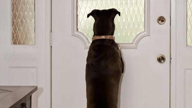 Stop Your Dog From Barking When You’re Away With A Little Treat Training