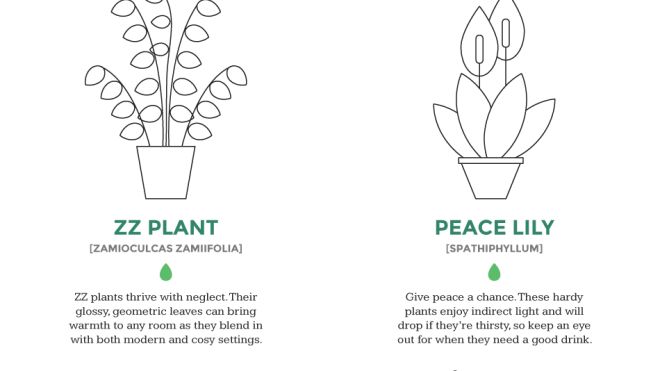 Choose An ‘Unkillable’ Indoor Plant With This Flowchart