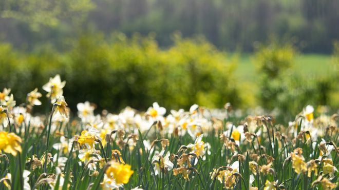 Plant Bulbs Now For Beautiful, Effortless Flowers In Spring