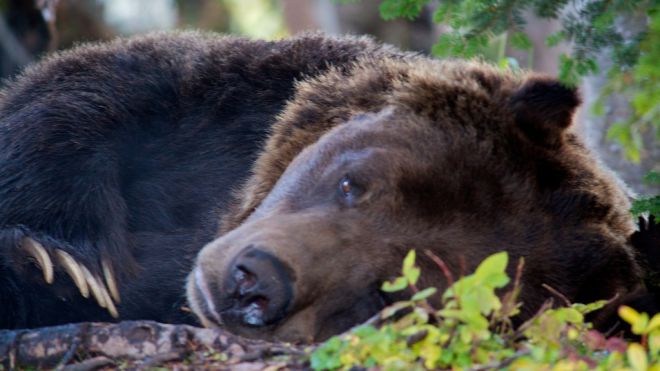If You’re Freelancing, Have A Plan For Your “Hibernation” Season