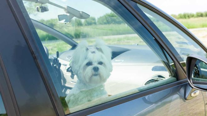 Is It Legal To Break A Car Window To Rescue An Overheated Pet?