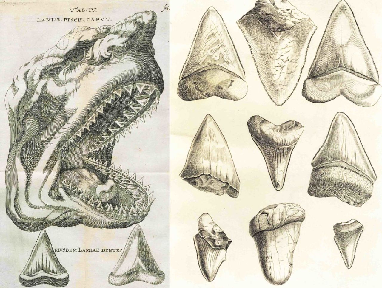 Do Monster Megalodons Still Lurk In Our Waters?