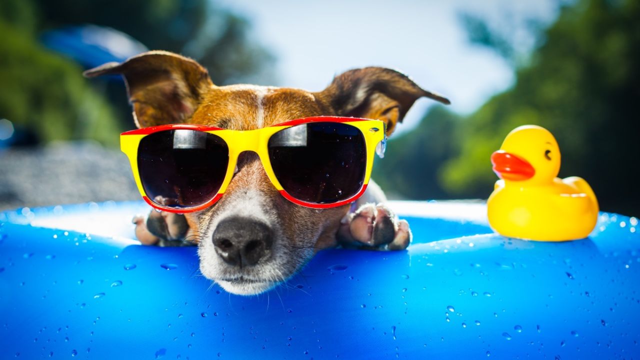 How To Keep Your Pet Cool In The Sweltering Heat
