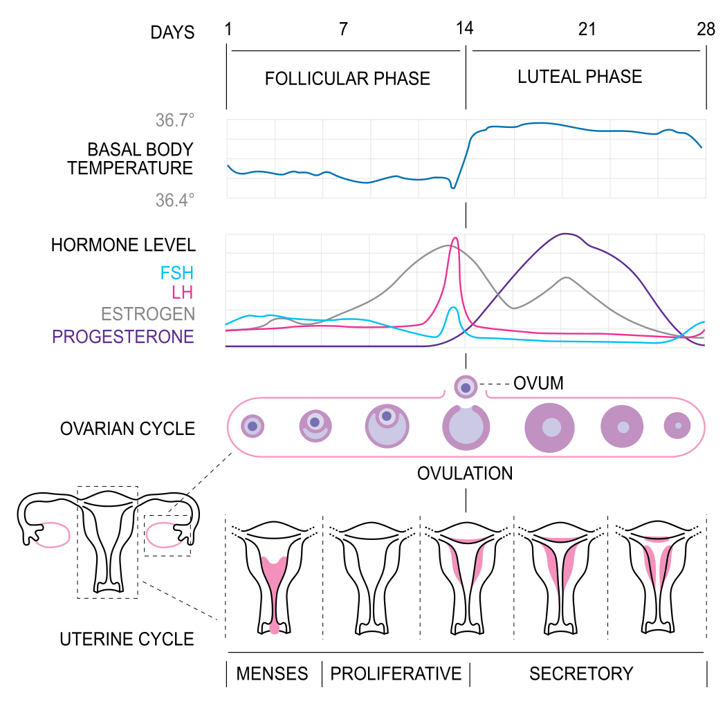 The Complicated Science Behind When Babies Are Conceived