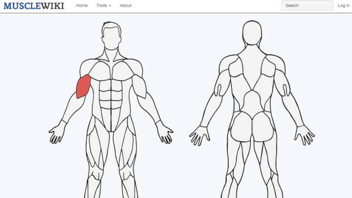 MuscleWiki Helps You Discover New Exercises For Specific Muscle Groups