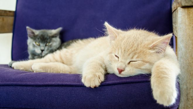 How Cat Naps Affect Your Mood And Memory