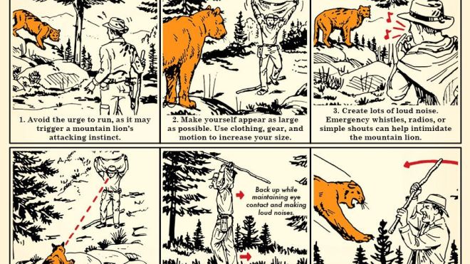Six Tips For Surviving A Mountain Lion Encounter