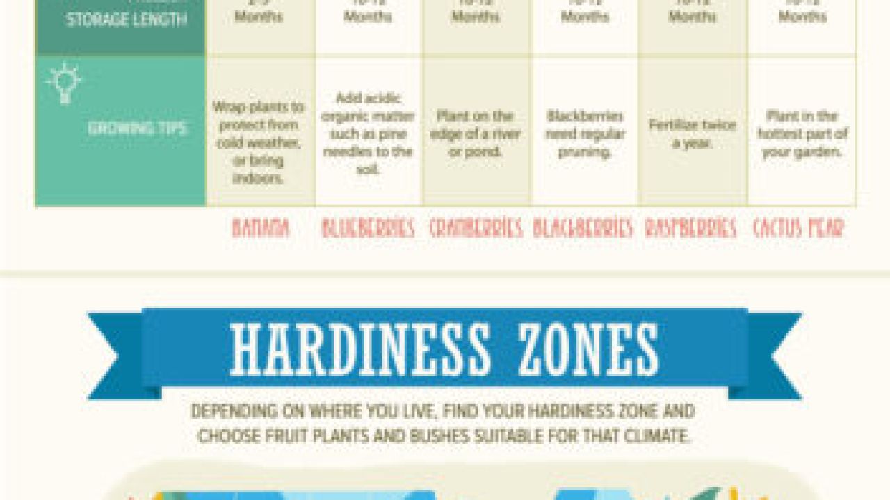 How To Grow Your Own Fruit All Year Round [Infographic]