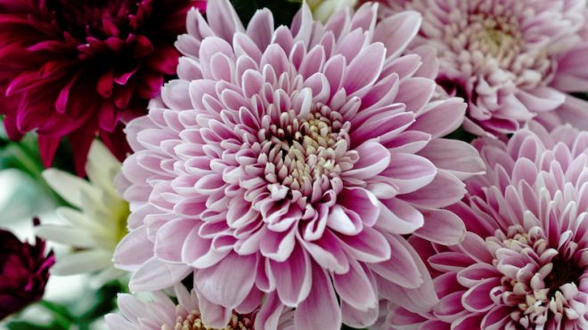 Use These Beautiful And Inexpensive Flowers In Your Next Bouquet