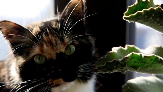 Five Easy Tips For Keeping Pets Away From Your Houseplants