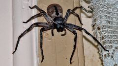 Huntsman Spiders Are Great (No, Really)
