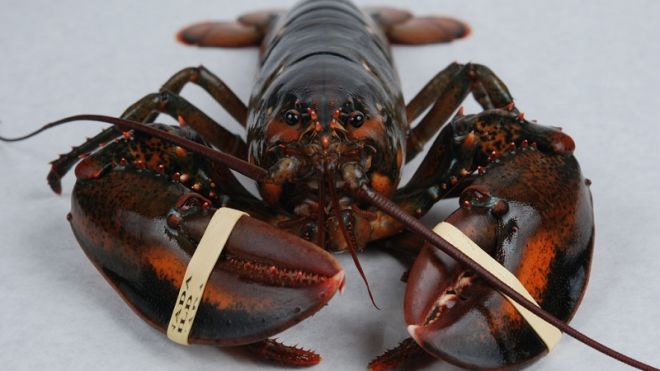 Calm A Lobster Before Boiling By Standing It On Its Head