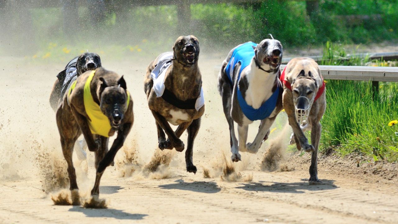 Why NSW Banned Greyhound Racing