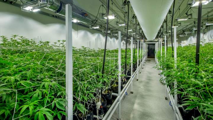 Ask LH: How Do I Grow Medical Marijuana Legally?