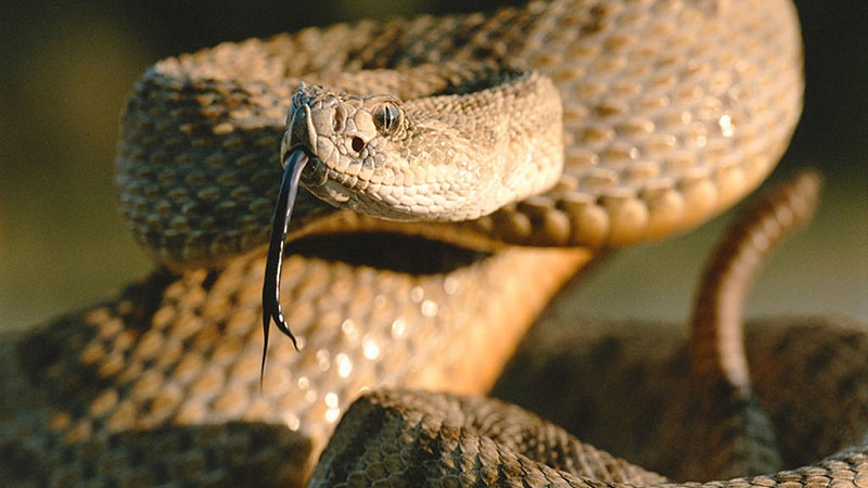 How To Survive A Rattlesnake Attack