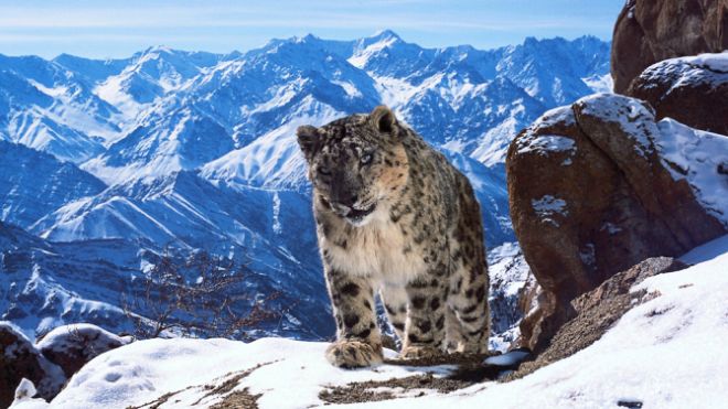 Planet Earth 2 Could Be The Tipping Point For 4K TV