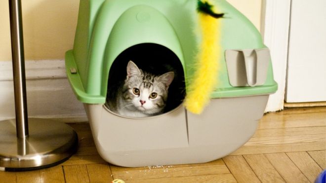Fight Off Foul Litter Box Odours With A Layer Of Bicarbonate Of Soda