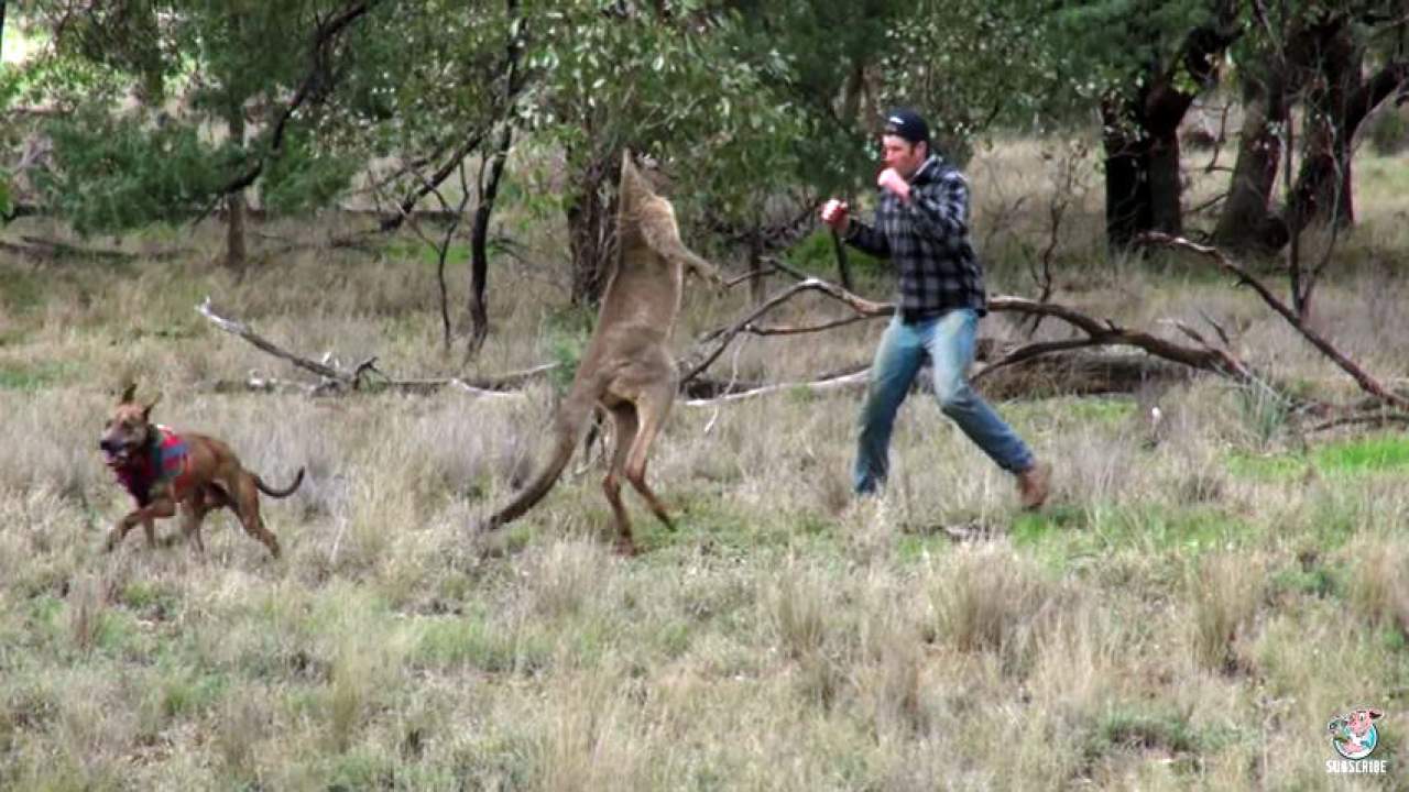 Is It Legal To Punch A Kangaroo?