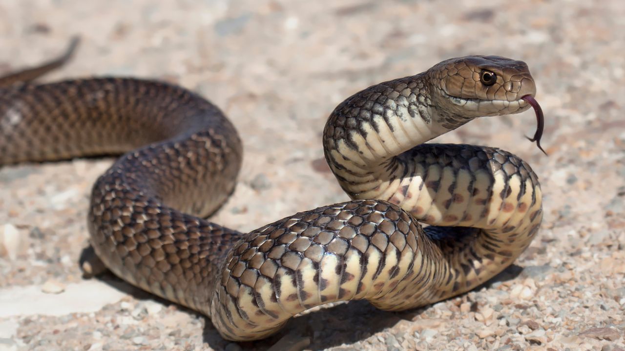 How To Prevent Snake Bites In Pets This Summer