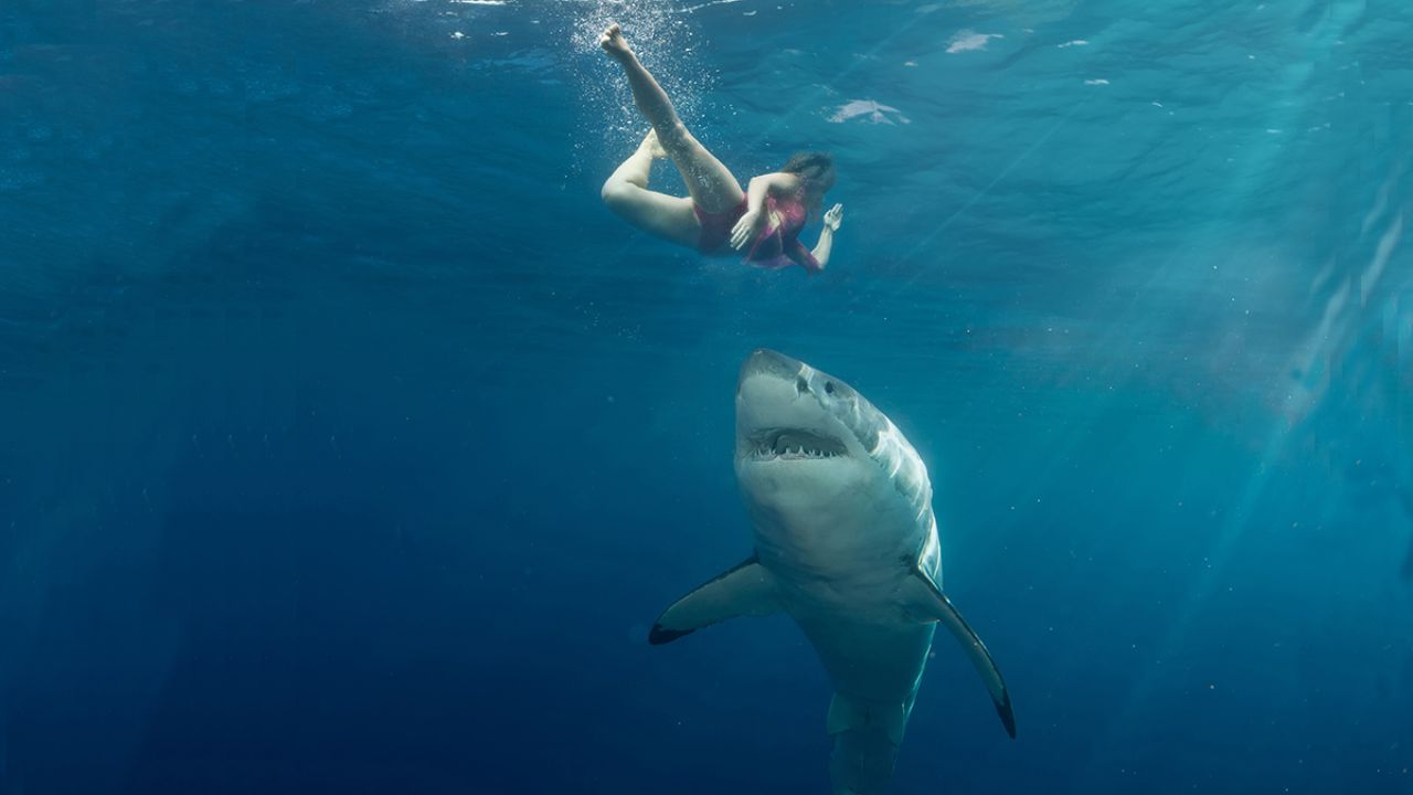 Australian Shark Attacks: Fact Vs Fiction
