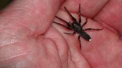 Are White-Tailed Spiders Really That Dangerous?