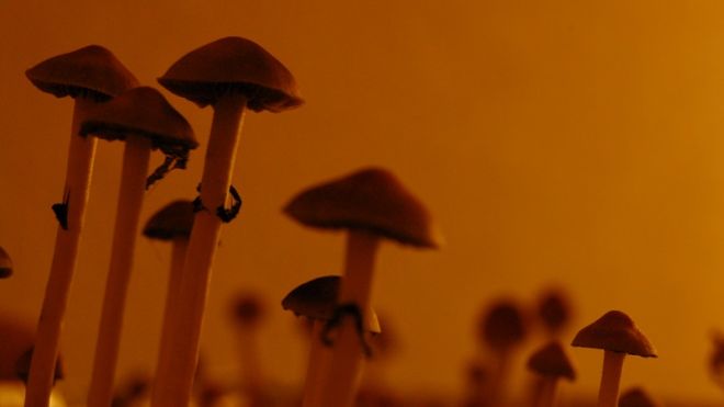 If You’re Going To Do Recreational Drugs, Magic Mushrooms Are Apparently Safest