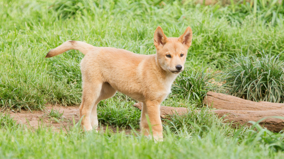 Can you keep a dingo as a pet?