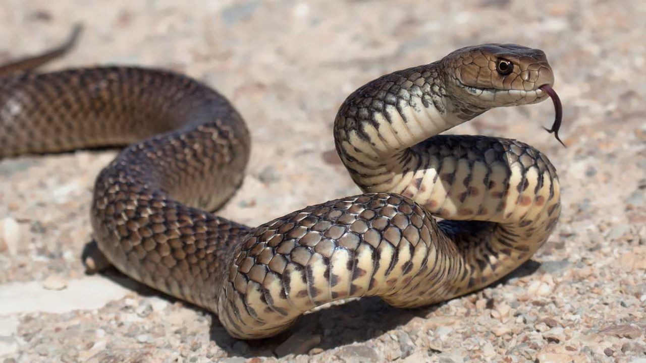 Are Australian Snakes Really That Deadly?