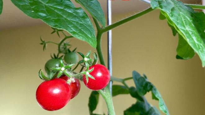 Grow Tomatoes From The Seeds Of The Tomato You’re Eating