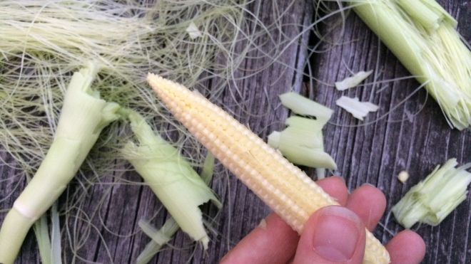 Grow Baby Corn By Failing At Real Corn