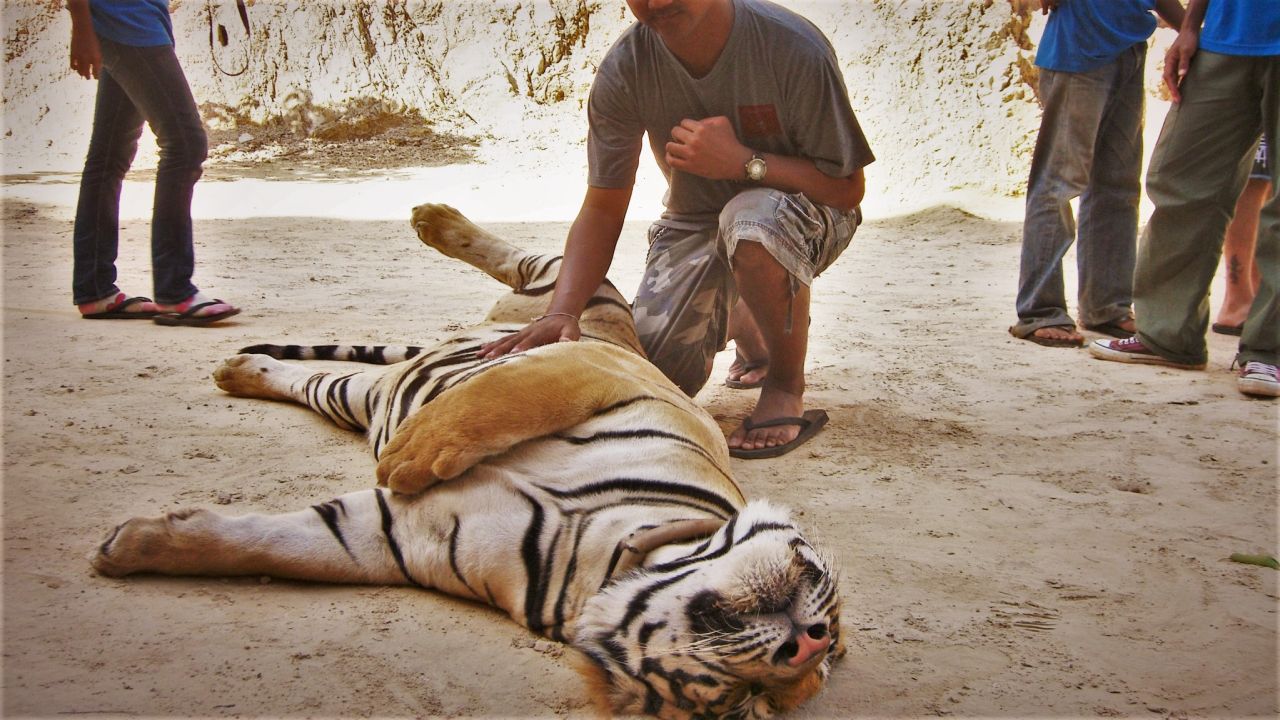 Tiger Selfies Have Got To Stop