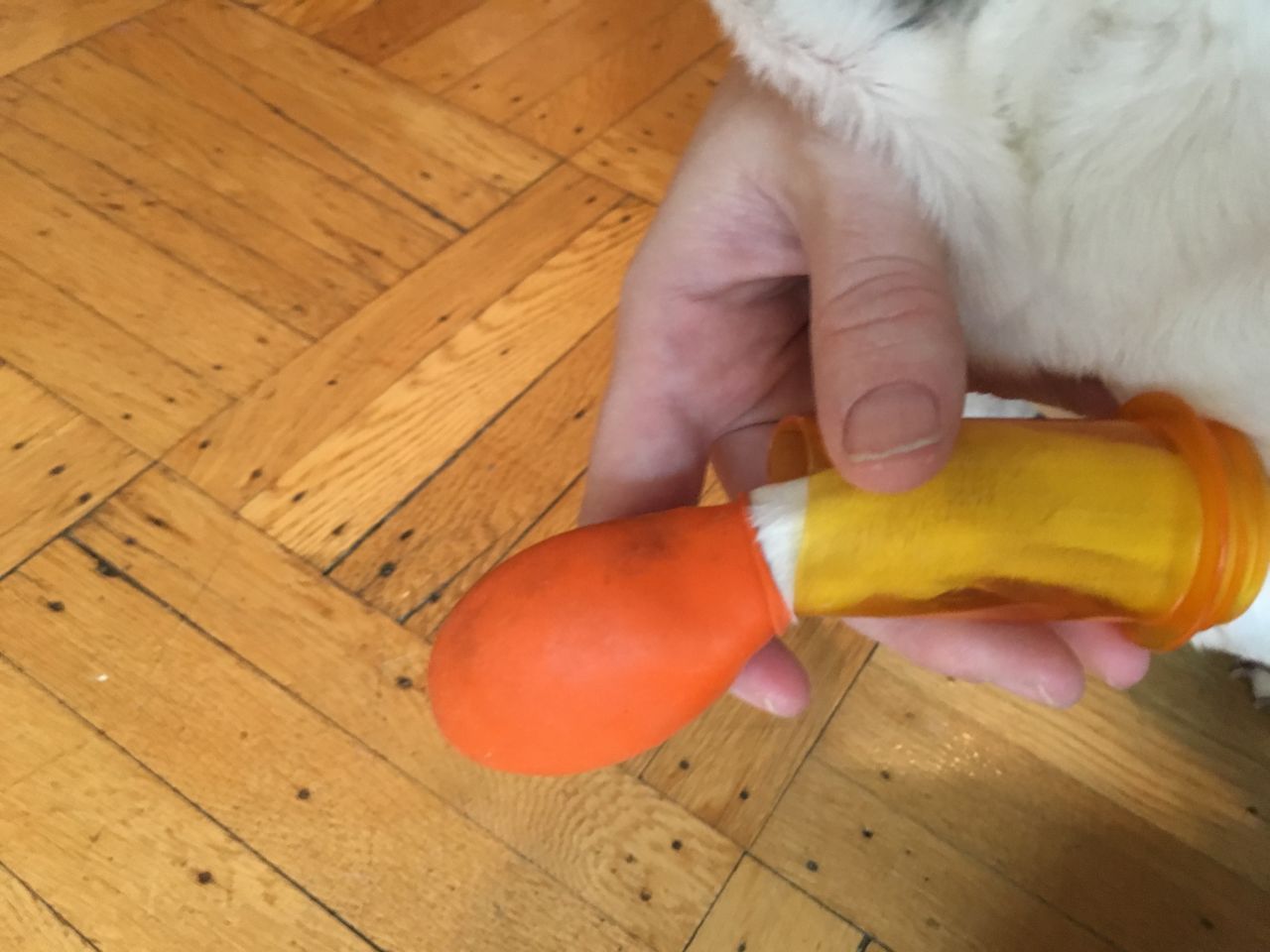 How To Get Rubber Booties On Your Dog (And Why You Should)
