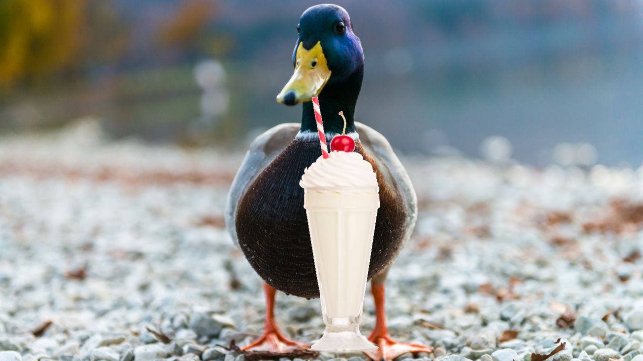 Top 5 Milkshake Ducks