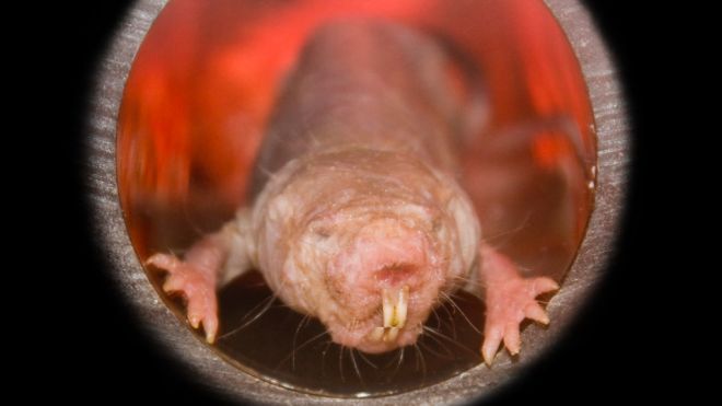 Today I Discovered Naked Mole Rats Are Basically Immortal
