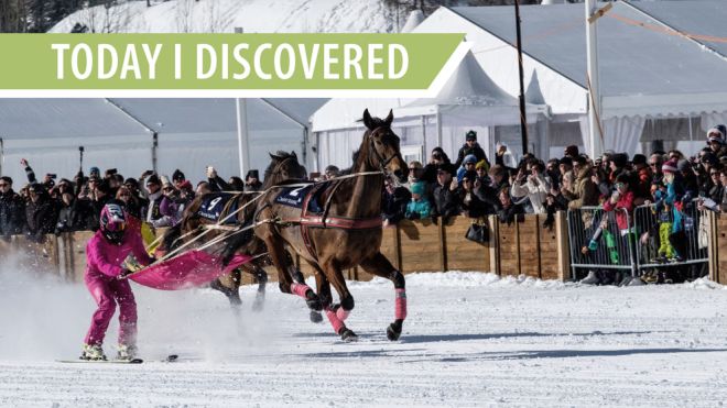 Today I Discovered The Marvellous, Ridiculous Sport Of Skijoring