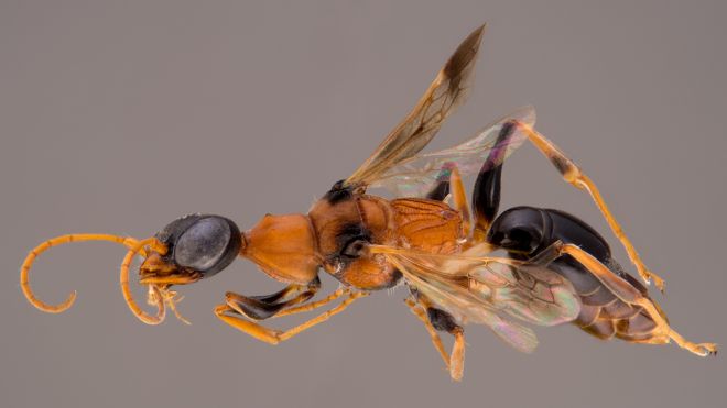 Today I Discovered The Soul-Sucking Wasp That Makes Zombie Cockroaches
