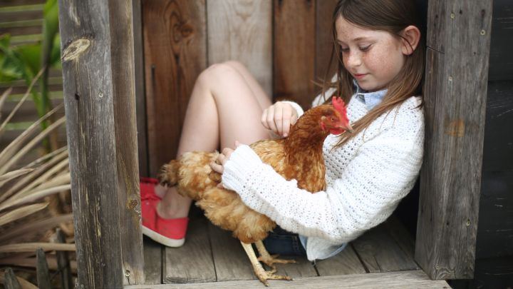 Get Your Kids A Pet Chicken